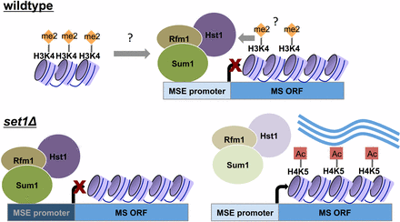 Model of Set1-dependent repression of middle sporulation genes. In wild-type cells grown under vegetative conditions, Set1, and other machinery required for H3K4 methylation, promote full binding of the Sum1-Rfm1-Hst1 complex to middle sporulation genes, repressing their expression. Based on the levels of Set1 and H3K4me2 at middle genes, we propose two possible models for how Set1 generates a chromatin landscape that restricts Sum1 binding to MSEs. The low levels of Set1 and H3K4me2 at middle genes may be sufficient to directly promote Sum1-Rfm1-Hst1 association at these loci. Alternatively, dimethylation of H3K4 at other genomic regions may indirectly prevent spurious Sum1-Rfm1-Hst1 binding throughout the genome, thereby restricting it to middle sporulation genes. In set1Δ cells, some MSE-regulated genes maintain Sum1-Rfm1-Hst1 (dark blue promoter, e.g., NDT80), whereas others lose the complex (light blue promoter). We postulate that middle sporulation genes with MSEs that have lower affinity for Sum1 also require Set1 and H3K4 methylation to retain the complex. Those genes with decreased levels of Sum1-Rfm1-Hst1 complexes are also characterized by increased acetylation at H4K5 and increased gene expression.