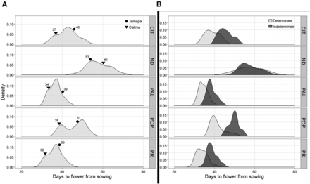 Density plots of days to first flower observed at the five experimental sites. (A) Distribution of days to flower of the RI family by site. (B) Distribution of days to flower across five sites based on growth habit; the light gray areas represent the distribution of determinate RI lines, while dark gray areas represent the indeterminate RI lines. The five sites include: Citra, FL (CIT); Prosper, North Dakota (ND); Palmira, Colombia (PAL); Popayan, Colombia (POP); and Puerto Rico (PR).