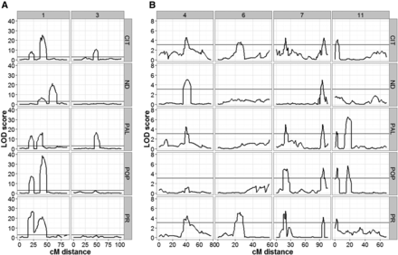 TF QTL profiles across the five experimental sites. (A) LOD profile for QTL detected on chromosomes 1 and 3 at all five sites, (B) QTL detected on chromosomes 4, 6, 7, and 11 at all five sites. Analyses were performed with the WinQTL Cartographer software using the CIM method. The black horizontal line indicates the LOD threshold value for detecting significant QTL peaks. The numbers in the top gray panel represent the chromosome number, while the sites are indicated on the right side gray panel. The bottom x-axis represents distance in cM for a given chromosome, while the left y-axis represents the LOD score. The five locations include: CIT, ND, PAL, POP, and PR.