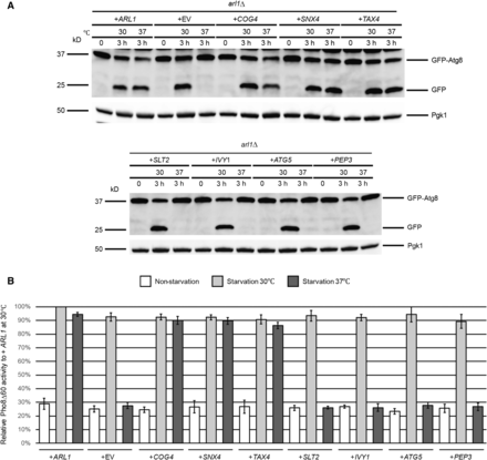 Autophagy-specific assays show COG4, TAX4, and SNX4 suppress the temperature-sensitive autophagy defect of the arl1Δ strain. (A) GFP-Atg8 degradation was increased at 37° in the arl1Δ strain when transformed with plasmids containing COG4, TAX4, and SNX4, as well as WT ARL1. All strains were cultured at 30° in the appropriate nonstarvation medium (containing either glucose or galactose) until log-phase, then all the strains were incubated at 37 or 30° for 30 min. The cells were then washed twice with SD-N (or SGal-N) medium, and cultured in SD-N (or SGal-N) for 3 hr either at 37 or at 30°. (B) COG4, TAX4, and SNX4 increased the Pho8Δ60 activities in arl1Δ (YSA003) at 37°. Error bars represent SD from three biological replicates. GFP, green fluorescent protein; SD-N, glucose nitrogen starvation medium; SGal-N, galactose nitrogen starvation medium; WT, wild-type.