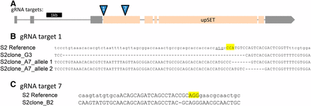Generation of upSET mutant S2 lines. (A) Schematic for the upSET gene locus. Noncoding exons are in gray, while coding exons are in light orange. Locations of guide RNA targets for Cas9 are indicated. (B) Molecular lesions generated around the upSET gRNA #1 target site, located just downstream of the upSET start codon (underlined). In the S2 reference sequence, the gRNA target is in capital letters, and the PAM is highlighted. Clone G3 has a homozygous 67 bp deletion, removing the start codon, and 10 additional coding base pairs, as well as 54 bp of the adjacent sequence. Clone A7 has two separate 7 bp deletions, both resulting in frameshift mutations, and predicted truncations in the protein product. (C) As in (B), in the S2 reference sequence, the gRNA target is in capital letters and the PAM is highlighted. The molecular lesion generated around the upSET gRNA #7 target site in clone B2 carries a 1 bp deletion, resulting in a frameshift after 367 amino acids of the wild-type UpSET protein sequence, and a predicted 436 amino acid product.