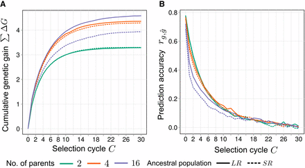 (A) Average cumulative genetic gain ∑ΔG and (B) average prediction accuracy rg,g^ in scenario Re–LDA–SNP under recurrent genomic selection across C=0,1,…,30 selection cycles for synthetics produced from Np=2, 4, 16 parents taken from ancestral populations SR or LR. Values of ∑ΔG are expressed in units of σA(anc).LDA, ancestral linkage disequilibrium; LR, long-range linkage disequilibrium; Re, related; SNP, single nucleotide polymorphism; SR, short-range linkage disequilibrium.