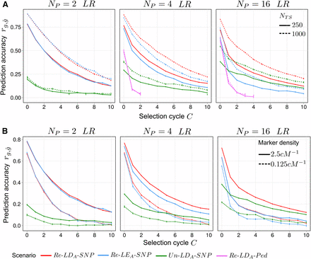 Average prediction accuracy rg,g^ under recurrent genomic selection across C=0,1,…,10 selection cycles depending on (A) training set size NTS and (B) marker density for synthetics produced from Np=2,4,16 parents taken from ancestral population LR. LDA, ancestral linkage disequilibrium; LEA, ; LR, long-range linkage disequilibrium; Ped, pedigree; Re, related; SNP, single nucleotide polymorphism.