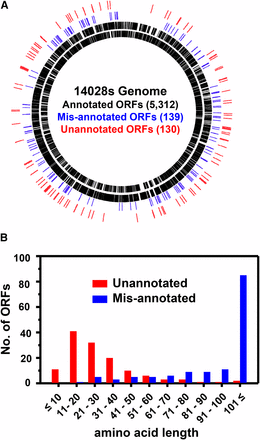 Genome-wide identification of misannotated and unannotated ORFs and their amino acid length distribution. (A) Misannotated (blue) and unannotated (red) ORFs identified were spread widely around the genome. (B) Unannotated ORFs were enriched with those putatively encoding small peptides/proteins ≤50 aa, whereas the majority of the misannotated genes encoded proteins >100 aa.