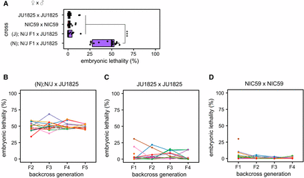 A single BDM incompatibility between a NIC59 cytoplasmic locus and a JU1825 nuclear locus causes embryonic lethality. (A) Approximately 50% of the F2 progeny from (N); N/J F1 female × JU1825 male crosses arrest during embryogenesis, significantly higher than that seen in intrastrain crosses (P < 0.001). In contrast, (J); N/J F1 female × JU1825 male and parental strain crosses exhibit similar low levels of embryonic lethality (P > 0.05). N = 14 or 15 plates per cross. (B) Initially, 15 (N); N/J F1 females were independently backcrossed to single JU1825 males. For each independent lineage, a single surviving F2 female was again backcrossed to a JU1825 male. This backcrossing scheme was repeated until the F5 generation. Each colored line represents a single backcross lineage. All backcross lineages exhibit ∼50% embryonic lethality throughout the backcross generations, consistent with the hypothesis that an incompatibility between a NIC59 cytoplasmic locus and a single JU1825 nuclear locus causes embryonic lethality. Number of independent backcross lineages assayed per generation: F2 = 15, F3 = 13, F4 = 13, F5 = 10. (C) The JU1825 parental strain was “backcrossed” as a negative control. Number of independent backcross lineages assayed per generation: F1 = 15, F2 = 11, F3 = 11, F4 = 10. (D) The NIC59 parental strain was “backcrossed” as a negative control. Number of independent backcross lineages assayed per generation: F1 = 14, F2 = 12, F3 = 12, F4 = 12. All P-values were calculated by a Kruskal–Wallis test followed by Dunn’s test.