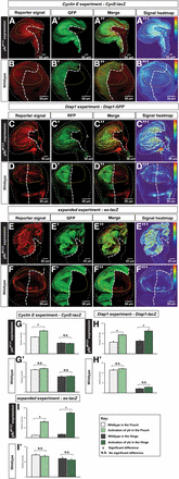 Ectopically-expressed Yki differentially upregulates CycE in the wing disc. (A–B’’’) The CycE reporter CycE-lacZ experiments: (A) CycE-lacZ was examined upon ectopic activation of Yki (A’). CycE-lacZ shows a higher signal intensity in the pouch region (A and A’’’). As a control, in the wild-type wing disc, the CycE reporter shows the endogenous pattern of CycE (B and B’’’). (C–D’’’) The Diap1 reporter Diap1-GFP experiments: (C) was examined upon ectopic activation of Yki (C’). Diap1-GFP shows signals with higher intensity in the ykiM123 expressing cells than the wild-type cells and this upregulation is in both pouch and hinge (C and C’’’). As a control, in the wild-type wing disc, the Diap1 reporter shows the endogenous pattern of Diap1 (D and D’’’). (E–F’’) the expanded reporter ex-lacZ experiments: (E) ex-lacZ was examined upon ectopic activation of Yki (E’). ex-lacZ shows signals with higher intensity in the ykiM123 expressing cells than the wild-type cells and this upregulation is in both pouch and hinge (E and E’’’). As a control, in the wild-type wing disc, the expanded reporter shows the endogenous pattern of ex (F and F’’’). The scale bar is 50 cm. (G–I’) Quantifications of the signal intensity of CycE-lacZ, Diap1-GFP, and ex-lacZ demonstrating that Yki activation fails to significantly upregulate CycE in the hinge (n = 10, error bars are SE values). CycE, Cyclin E; GFP, green fluorescent protein; N.S., no significant difference; RFP; red fluorescent protein; Yki, Yorkie.