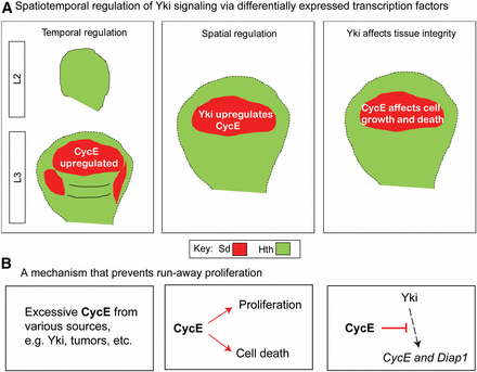 Spatiotemporal coordination between CycE and Yki maintains homeostasis. (A) During development, temporally controlled Sd determines upregulation of CycE after the L2 stage. In mature wing discs, spatially expressed Sd complexes with Yki to upregulate CycE in the pouch region. Spatiotemporally expressed Sd affects Yki regulation and further influences tissue integrity. (B) Excessive CycE inhibits Yki targets Diap1 and CycE to prevent run-away proliferation. CycE, Cyclin E; Sd, Scalloped; Yki, Yorkie.