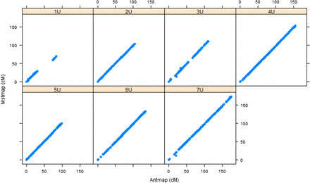 Comparison of linkage maps constructed with MSTMap and Antmap algorithms for Aeupop1. The x-axis indicates the genetic distance centimeter based on Antmap software, whereas the y-axis indicates the genetic distance centimeter based on MSTMap software for each chromosome.