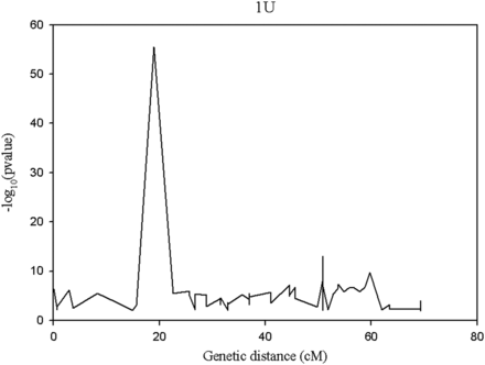 Pattern of segregation distortion across regions of chromosome 1 U. The y-axis indicates the segregation distortion p-value (in its negative logarithm form) for the corresponding genetic position on the x-axis.