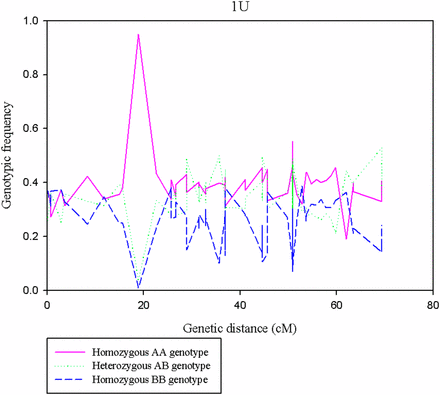 Pattern of genotypic frequencies across regions of chromosome 1U. The y-axis indicates the genotypic frequencies of the three genotypic classes (AA, AB, and BB) for the corresponding genetic position on the x-axis.