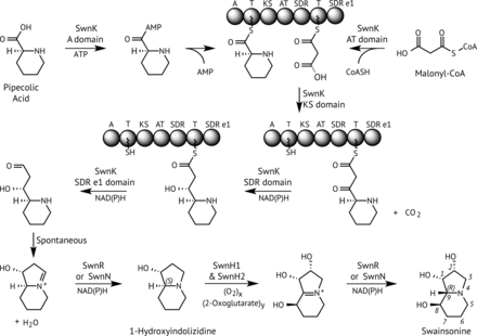Proposed swainsonine biosynthetic pathway based on predicted gene functions. Predicted functions of SwnK domains and other enzymes are listed in the caption of Figure 3.