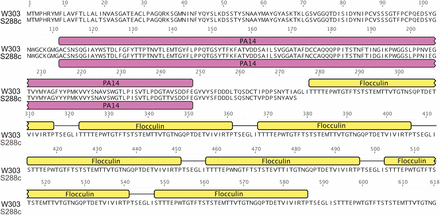 Divergent coding sequences in W303 when compared to S288C. Divergent regions of the protein sequence of Flo1 are highlighted in the alignment with other variants of the protein residues (S288C: YAR050W). Protein domains are shown above the alignment, PA14: pink, flocculin: yellow. Expansions of the flocculin repeats in W303 are shown.
