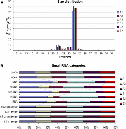 The length distribution and categories distribution of small RNAs in all six libraries. (A) The length distribution of small RNAs in all six libraries. (B) Category distribution of small RNAs in all six libraries.