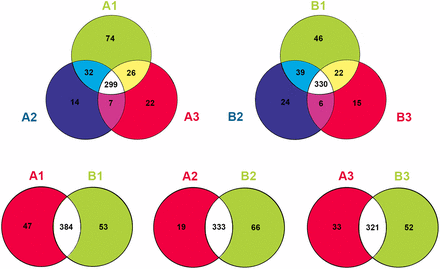 Venn diagram for known miRNAs expressed in the fsv1 and Gui 99 ovules at three ovule developmental stages. A total of 299 known miRNAs were expressed at all three ovule developmental stages of the Gui 99 ovule, 32 known miRNAs were coexpressed in A1 and A2, seven known miRNAs were coexpressed in A2 and A3, and 26 known miRNAs were coexpressed in A1 and A3. The number of exclusively expressed known miRNA in A1, A2, and A3 was 74, 14, and 22, respectively. In fsv1, 330 known miRNAs were coexpressed in B1, B2, and B3. In addition, 39 known miRNAs were coexpressed in B1 and B2, six known miRNAs were coexpressed in B2 and B3, and 22 known miRNAs were coexpressed in B1 and B3. The number of exclusively expressed known miRNA in B1, B2, and B3 was 46, 24, and 15, respectively. During ovule development, the number of coexpressed known miRNA in fsv1 and Gui 99 was 384, 333, and 321 at stage 1, stage 2, and stage 3, respectively. The number of exclusively expressed known miRNA was 47 (A1) and 53 (B1) at stage 1, 19 (A2) and 66 (B2) at stage 2, and 33 (A3) and 52 (B3) at stage 3.