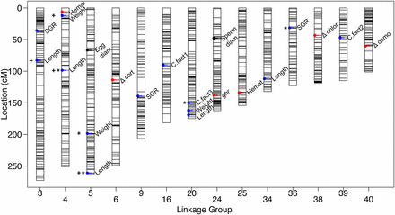 All identified QTL plotted on the Brook Charr genetic map. QTL for growth related traits are shown in blue, reproductive in black, and blood or stress-related in red. QTL with asterisks are at the genome-wide significance level, and the rest are chromosome-wide. QTL with broad confidence intervals discussed in the Results are denoted with a positive symbol (+). More details on phenotypes can be found in Table S1 and on QTL can be found in Table 2 and Table S2. diam, diameter, QTL, quantitative trait loci; SGR, specific growth rate.