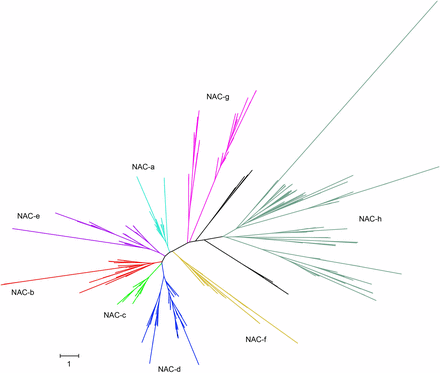 Maximum likelihood phylogeny of 667 NAC proteins from wheat, rice, and barley. The phylogeny was constructed using only the NAC domain. NAC groups a–h were assigned according to rice and barley orthologs. In cases where the group assigned to a rice or barley gene conflicted with the overall tree topology, no group was assigned (black branches). Details of individual genes are presented in Figure S1 and Table S4.