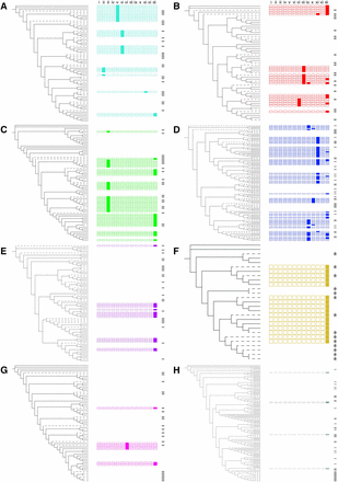 Conserved domains in the CTD of NAC transcription factors arranged by phylogenetic position. Known CTD motifs are shown alongside the wheat, barley, and rice NAC TFs for each group a–h (A–H), colored in accordance with Figure 2. Branches corresponding to wheat NAC TFs are solid black; those for rice and barley NAC TFs are dashed. Motifs are shown as boxes, matching (left to right) motifs i–xiii from Ooka et al. (2003). Motifs that are present in each protein (P-value < 0.05, q-value < 0.05) are shown by a solid-colored box, while absent motifs are shown by an empty outlined box. Genes with no significant motifs are shown with empty space. Barley and rice genes are indicated by the presence of a star to the right of the CTD motifs. Details are presented in Table S5, and the full phylogenetic tree is presented in Figure S2. CTD, C-terminal domain; TF, transcription factor.