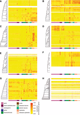 Relationship between phylogenetic position and NAC gene expression across 308 RNA-seq samples from diverse tissues, developmental stages, and stress conditions. The origin of each sample is indicated by the colored bar under each heatmap. Each panel (A–H) represents NAC genes belonging to that group according to the classification in Figure 2. Dendrograms indicate the maximum likelihood phylogeny of genes within each group. Genes that did not meet the minimum expression criteria (> 0.5 tpm in at least three samples) do not have expression data represented (white rows). All remaining expression data (tpm) was normalized per gene to range from 0 to 1. An extended version of the figure with the full phylogenetic trees is available as Figure S3. RNA-seq, RNA sequencing; tpm, transcripts per million.