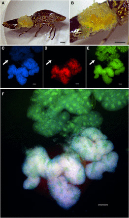 Bacteriome organs of the glassy-winged sharpshooter (GWSS), Homalodisca vitripennis. Microscopy of a female GWSS (A and B) dissected to show whole bacteriome structures. Black scale bars indicate 1 mm. (C–F) Fluorescence in situ hybridization (FISH) results for the red bacteriome (tissue in upper half) and yellow bacteriome (tissue in lower half). Images are split by fluorescence channel to show (C) DNA counterstained in blue (i.e., host and bacterial DNA), (D) Sulcia in red, (E) Baumannia in green, and (F) a merged image of all three (C–E). Arrows in (D and E) show the red bacteriome tissues that exclusively contain Baumannia. White scale bar in (C–F) represents 100 μm.