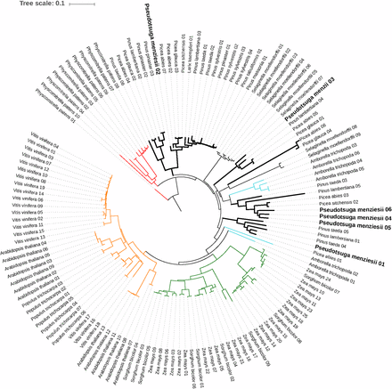 Phylogenetic placement of the PAL genes across land plants (dicots, monocots, lycophytes, and gymnosperms, with bryophytes as an outgroup). The green clade represents monocots (angiosperms), orange represents dicots (angiosperms), and the thick black line represents gymnosperms (signature of lineage-specific duplication). The conifer clade is bisected by the lycophyte Selaginella moellendorfii and the basal angiosperm Amborella trichopoda (cyan) indicative of early divergence and subsequent convergence in gene functions. The bryophyte Physcomitrella patens (outgroup) is shown in red. An interactive version of the tree is available at http://itol.embl.de/tree/1379989172117161489685231#.