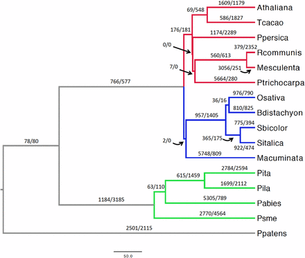 Gene-family evolution in 16 land plants. The red, blue, and green branches correspond to dicots, monocots, and Pinaceae, respectively. The paired numbers separated by a slash positioned on or nearby each branch indicate gene duplications (left of slash) and gene losses (right of slash). The scale bar is in million years. Athaliana, A. thaliana; Tcacao, Theobroma cacao; Ppersica, Prunus persica; Rcommunis, Ricinus communis; Mesculenta, Manihot esculenta; Ptrichocarpa, Populus trichocarpa; Osativa, O. sativa; Bdistachyon, B. distachyon; Sbicolor, Sorghum bicolor; Sitalica, Setaria italica; Macuminata, M. acuminata; Pita, Pinus taeda; Pila, Pinus lambertiana; Pabies, Picea abies; Psme, Pseudotsuga menziesii; Ppatens, Physcomitrella patens.