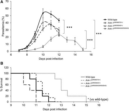The parasitemia and survival of Ank-1(MRI96570/+), Ank-1(MRI95845/+), and Ank-1(MRI95845/MRI95845) mice during P. chabaudi infection. (A) The parasite load and (B) survival rate of Ank-1(MRI96570/+), Ank-1(MRI95845/+), and Ank-1(MRI95845/MRI95845) mice from two independent experiments, starting from day 7 to day 15 postinfection when challenged with 1 × 104 parasite intraperitoneally injected, as determined by light microscopy (n = 9–13). Error bars indicate SEM. * P < 0.05, *** P < 0.001.