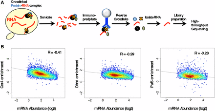 Identification of Ccr4, Dhh1, and Puf5 RNA targets. (A) An illustration of the RNA immunoprecipitation high-throughput sequencing (RIP-seq) procedure (see Materials and Methods for details). (B) Heat scatter plots of RIP-seq enrichment values correlated with mRNA abundance levels (mRNA/cell) on a log2 scale [measured in Sun et al. (2012)]. The R values within the graphs represent Pearson correlation values. The color refers to the relative concentration of data points in a single area, i.e., red refers to greater density and blue to lower density. The dotted black trend line represents the least squares regression.