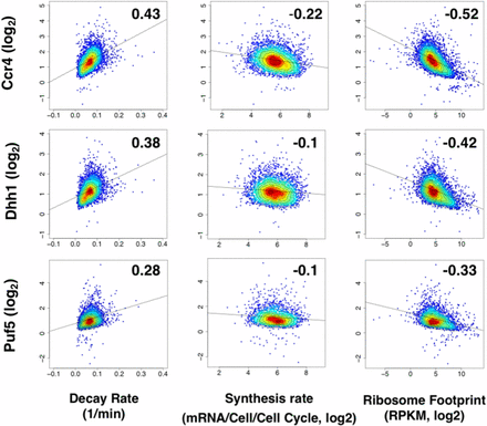 Recruitment of Ccr4, Dhh1, and Puf5 correlates with decay and not synthesis rates. Pair-wise comparisons of enrichment values (y-axis) vs. decay rates (1/min) and synthesis rates (mRNA/Cell/Cell Cycle, Log2) from Sun et al. (2012) and ribosome footprints [reads per kilobase of transcript per million reads mapped (RPKM), Log2] from Gerashchenko et al. (2012). Numbers within the graphs represent Pearson correlation values. The dotted black trend line represents the least squares line of regression.