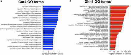 Ccr4 and Dhh1 are recruited to mRNAs involved in metabolic processes (A). Gene ontology (GO) terms analysis of the top 20th percentile of Ccr4-enriched RNAs (N = 846 genes). (B) The same as (A), except that the top 20th percentile of Dhh1-enriched RNAs (N = 773 genes) was analyzed.