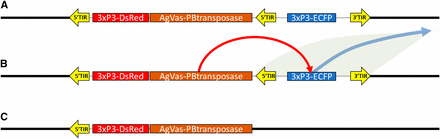 Schematic of how the self-marooning piggyBac transposase element functions. A) The cassette for the piggyBac transposase self-integrates into the genome. The marooning construct is flanked by 5′ and 3′ piggyBac end and contains an internal 5′ end flanking a second fluorescent marker. B) Expression of the transposase results in the remobilization of the ECFP fluorescent marker. C) The vasa-driven piggyBac transposase construct is marooned without a 3′ piggyBac end and is identifiable by the presence of the DsRed fluorescent marker and the absence of the ECFP fluorescent marker.