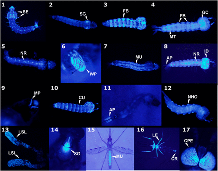 Tissue-specific promoter trap AmCyan expression in An. stephensi larvae (panels 1 – 12) and adults (13 – 17). AP = anal papillae, CPE= compound eye, CR= cercus, CU= cuticle, FB= fat body, GC= gastric caecae, ID= imaginal disc, LE= legs, LSL= lateral salivary lobes, MP= mouthparts, MU= muscle, NHO= neurohumeral organs, NR= neural, SE= setae, SG= salivary glands, WP= wing pad.
