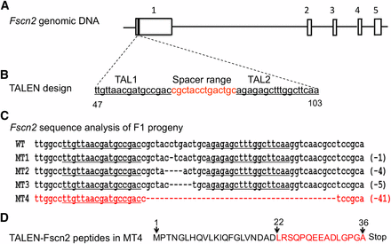 Fscn2 gene knocked out in C57BL/6J mice using transcription activator-like effector nucleases. (A) Fscn2 genomic DNA. The Fscn2 gene contains 5 exons, which are indicated by the numbers 1 through 5. (B), The transcription activator-like effector nuclease (TALEN) targeting region in Fscn2; this region is at the first exon of Fscn2, including the sequence of TAL-L (TTGTTAACGATGCCGAC), the spacer range (cgctacctgactgc), and the sequence of AL-1-R (TTGAAGCCAAAGCTCTCT). (C) Sequence analysis of the Fscn2 targeting region in the F1 progeny. The sequence from the wild-type mouse is labeled WT. Those from mutant types of strains are labeled MT1, MT2, MT3, and MT4; each includes a deletion of nucleotides. The sequence in MT4 that contains a deletion of 41 bp of nucleotides is highlighted in red. (D) The deduced amino acid sequence of Fscn2 in MT4 mice. TALEN mutation in Fscn2 produces a peptide with 36 amino acid residuals; 15 of these (highlighted in red) come from frame-shift alterations.