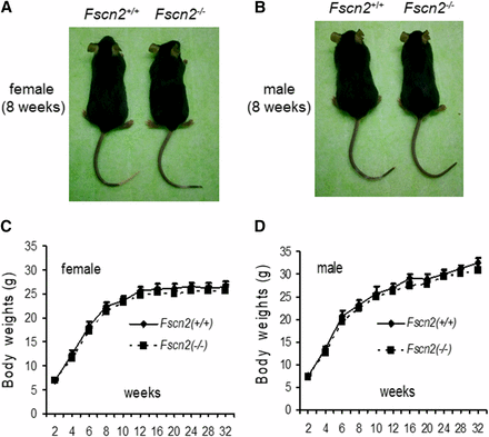 The shapes and weights of Fscn2−/− mice. The female (A) or male (B) Fscn2−/− mice showed nearly identical body shapes to those of the female or male wild-type mice. There is no significant difference for the weights of female or male mice between the two mouse groups in the observed period (C, D).