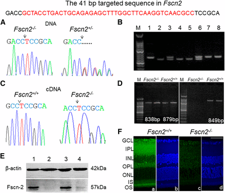 Identification of the Fscn2 knockout mice. (A) DNA sequence spanning the deletion region in the homozygous mouse Fscn2−/− and the heterozygous mouse (Fscn2+/−). The deletions are indicated by an arrow or by a dotted line. (B) Agarose gel electrophoresis of the polymerase chain reaction (PCR) products for genotyping of the mouse strains. Lane M shows 50 bp DNA ladders; lanes 1, 7, and 8 show PCR products from Fscn2+/+ mice; lanes 3 and 6 show products from heterozygous Fscn2+/− mice; lanes 2, 4, and 5 are those from Fscn2−/− mice. (C) The cDNA sequence spanning the deletion region in Fscn2−/− mice. The cDNA sequence downstream of the targeting position from Fscn2+/+ mice is indicated by a caret. The position of deletion in Fscn2−/− mice is indicated by an arrow. (D) The mutant identification (using RT-PCR) in the inner ears. The left image shows RT-PCR products using primers that span the mutation area and the first intron between exon 1 and exon 2. The PCR products, which are of similar sizes (only 41 bp different), are amplified from the cDNA of both strains. The right image shows the PCR products using a forward primer within the targeted region. RT-PCR products from Fscn2−/− mice can not be amplified. (E) Fscn2 expression in the cochleae using Western blotting. Fscn2+/+ and Fscn2+/− mice express Fscn2 protein in the cochleae, but Fscn2−/− mice show no Fscn2 expression. (F) Expression and immunolocalization of Fscn2 in retinas of Fscn2+/+ and Fscn2−/− mice. Fscn2 is expressed mainly in inner plexiform layers (IPL), outer plexiform layers (OPL), and outer segments (OS) of Fscn2+/+ mouse retinas (panel 1); the protein is lost in Fscn2−/− mouse retinas (panel 3). The retinas counterstained by Hoechst33342, from Fscn2+/+ (panel 2) and Fscn2−/− (panel 4) mice, are used as internal controls. GCL, ganglion cell layer; INL, inner nuclear layer; ONL, outer nuclear layer; IS, inner segment. Scale bars = 50 µm.