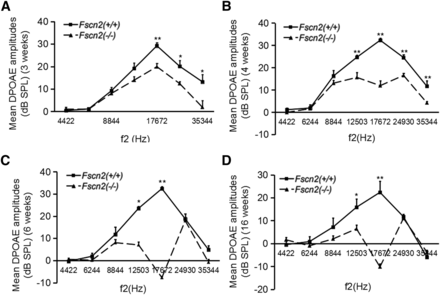 Observation of the distortion product otoacoustic emission amplitudes in Fscn2−/− mice. The distortion product otoacoustic emission (DPOAE) amplitudes measured in Fscn2−/− and Fscn2+/+ mouse groups at f2 frequencies in the range of 4422 to 35 344 Hz. (A) Measured at 3 weeks. (B) Measured at 4 weeks. (C) Measured at 6 weeks. (D) Measured at 16 weeks. There were 7 to 10 mice in each Fscn2−/− mouse group and 6 to 10 in each Fscn2+/+ group at each time point. * P < 0.05; ** P < 0.01