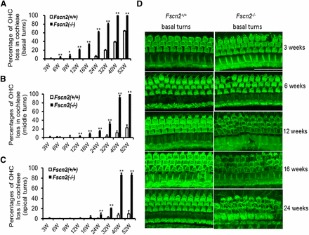 Loss of outer hair cells in the cochleae of Fscn2−/− mice. Hair cells were stained for F-actin with Alexa Fluor-488-labeled phalloidin. Overall, outer hair cell (OHC) loss in the cochleae of Fscn2−/− and Fscn2+/+ was progressive. (A) OHC loss beginning in the basal turns. (B) OHC loss spreading to the middle turns. (C) OHC loss spreading to the apical turns. The percentages of OHC loss for Fscn2−/− mice were significantly higher than those for Fscn2+/+ mice by age 6 weeks in the basal turns, by age 12 weeks in middle turns, and by age 24 weeks in the apical turns (n = 6 for each group; *P < 0.05; **P < 0.01). (D) Representative hair-cell images in the basal turns of Fscn2−/− and Fscn2+/+ mice at ages 3, 6, 12, 16, and 24 weeks. The OHC images were normal and intact in Fscn2+/+ mice, but in Fscn2−/− mice, loss of OHC occurred at age 3 weeks and became severe at older ages, especially by ages 16 and 24 weeks. Scale bar = 50 µm.