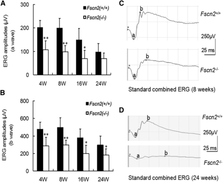 Dark-adapted flash electroretinogram of Fscn2−/− mice at age of 4, 8, 16, and 24 weeks. (A) The a-wave amplitudes of standard combined electroretinogram (ERG) reduced in Fscn2−/− mice compared with those of the Fscn2+/+ mice at all time points. (B) The b-wave amplitudes of standard combined ERG reduced in Fscn2−/− mice and Fscn2+/+ mice at all time points. (C) Typical a-waves of standard combined ERG at age 8 weeks. (D) Typical b-waves of standard combined ERG at age 24 weeks. The stimulus intensity of all recordings was 1.0 cd/m2, and n = 6 at each time point for each group. * P < 0.05; ** P < 0.01