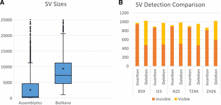A) Size distribution of structural variants called by both long-read sequencing and Optical Map methods. The Y-axis is defined to show majority of variance and does not display some larger SVs detected. B) Sequence SVs detected by long-read sequencing, but not by short read resequencing are classified as “invisible”.