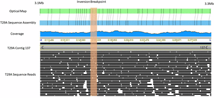 Visualization of region of putative inversion in arm 3R of line T29A relative to the reference genome. Orange vertical bar indicated the breakpoint of the inversion. The optical map alignment is on top (green). PacBio reads are shown along the bottom with coverage shown on a scale from 0-69. Image is merged between BioNano Irysview and Geneious softaware (Kearse et al. 2012).