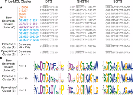 Active site and domain co-occurrence variability of the three Tribe-MCL clusters identified among 152 Entomophthoromycotina subtilisin-like serine proteases. The columns DTG, GHGTH, and SGTS represents the closest amino acid sequence for each of the amino acids from the DHS catalytic triad. A. Amino acid alignment of the active site residues for the three identified groups (A-C) of SLSPs within Entomophthoromycotina. Accession codes are color coded as: Orange – C. incongruus, Blue – E. muscae, and Purple – P. formicae. B. Sequence motifs of the active site residues for each group.