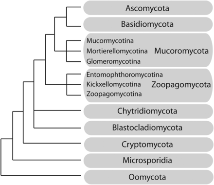 Schematic phylogeny and classification of the early-diverging fungi and related taxonomic groups principally based on Spatafora et al. (2016). Branch lengths are not proportional to genetic distances.