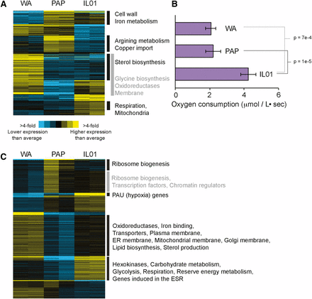 Strain-specific transcriptomic differences vary with oxygen. (A) Genes (rows) were clustered based on the mean-centered log2 RPKM. Shown are 474 genes whose expression was significant different (FDR < 1%) in WA, PAP, or IL01 compared to the mean expression of the three strains. (B) Rates of oxygen consumption during aerobic YPD growth. Asterisk indicates significant differences compared to the other strains. (C) Shown are 1,923 differentially expressed in each strain compared to the mean (FDR < 1%), as described in (A). Functional enrichments (P < 1e-5) are listed for each group; gray boxes are used simply for demarcation.