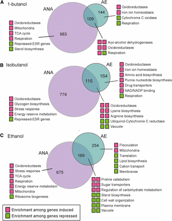 Comparison of aerobic and anaerobic alcohol responses. Each Venn diagram compares genes differentially expressed (FDR < 1%) under aerobic (AE), anaerobic (ANA), or both conditions for (A) 1-butanol, (B) isobutanol, and (C) ethanol. Colored boxes represent genes induced (magenta) or repressed (green) under those conditions; for genes in the overlap, the left box indicates anaerobic conditions and the right box represents aerobic conditions. Functional categories enriched for each gene group (P < 1e-4, FunSpec) are shown.