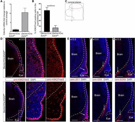 Knockdown of Ezh2 in the cranial mesenchyme does not lead to changes in cell fate selection. (A) Known downstream target Cdkn2a expression relative to controls in Dermo1Cre;Ezh2fl/fl CM+ectoderm (n = 2). (B) Percent H3K27me3 positive cells in the supraorbital CM. (C) Schematic representing the coronal sections near the frontal bone primordia. (D–G) Indirect immunofluorescence in Dermo1Cre;Ezh2fl/fl supraorbital CM. (D) Qualitative loss of the PRC2 repressive mark H3K27me3. (E–G) Domains of similar size and location were observed for the osteoblast (OSX), dermal fibroblast (LEF1), and chondrocyte (SOX9) markers between controls and mutants. Dashed lines indicate the brain and ectoderm boundaries. (D–F) Arrows mark the tissue domains. Bar, 200 µm. CM, cranial mesenchyme; DAPI, 4’,6-diamidino-2-phenylindole; PRC2, Polycomb Repressive Complex 2. * P < 0.05.