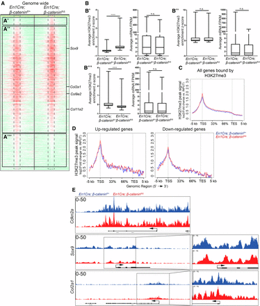 Loss of β-catenin does not significantly alter H3K27me3 enrichment genome-wide or on cartilage differentiation determinants. (A) Treeview representation of H3K27me3 peak strength genome-wide in the CM+ectoderm between E13.5 En1Cre/+;R26R/+;β-cateninfl/+ controls and En1Cre/+;R26R/+;β-cateninfl/∆ mutants. H3K27me3 ChIP-sequencing signal strength was mapped 5 kb up- and downstream from each peak. A change from high intensity to low intensity identifies a peak is lost. (B) Intersection of changes in H3K27me3 enrichment from (A), with En1Cre/+;R26R/+;β-cateninfl/∆ mutant and En1Cre/+;R26R/+;β-cateninfl/+ control RNA-seq (B’–B’’’) corresponding with (A’–A’’’), respectively. (C and D) Intersection of En1Cre/+;R26R/+;β-cateninfl/+ control and En1Cre/+;R26R/+;β-cateninfl/∆ mutant ChIP-sequencing and RNA-seq. H3K27me3 ChIP-sequencing signal strength was measured across all genes bound by H3K27me3 or genes identified to be differentially expressed in β-catenin mutant CM+ectoderm. The x-axis demarcates the percent distance across a gene between the TSS and the TES. (E) IGV representation of H3K27me3 signal peaks between En1Cre/+;R26R/+;β-cateninfl/+ control (n = 1) and En1Cre/+;R26R/+;β-cateninfl/∆ mutant (n = 1) CM+ectoderm. Cdkn2a is a known target of PRC2. Sox9 and Col2a1 are chondrocyte marker genes. ChIP, chromatin immunoprecipitation; CM, cranial mesenchyme; FPKM, fragments per kilobase of transcript per million mapped reads; n.s., not significant; RNA-seq, RNA-sequencing; TES, transcription end site; TSS, transcription start site.