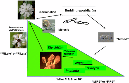 Conditions/stages of M. lychnidis-dioicae–S. latifolia system examined by RNA-Seq. In planta stages of the interaction were examined by RNA-Seq to analyze differentially expressed fungal and host genes at each stage. For fungal analyses, differential expression was compared, in most cases with the in vitro condition of mated haploid sporidial cells (“Mated”), MIFS or to FIFS. MIFS, infected male S. latifolia floral stem; FIFS, infected female S. latifolia floral stem; MI or FI 8, 9, or 10, infected male (MI) or female (FI) S. latifolia buds at the respective developmental stage indicated (Toh and Perlin 2015); MILate or FILate, infected male or female flowers, respectively, in the late stages of infection, where opened flowers show visible teliospores. Additional conditions not shown: MU, uninfected male plants; FU, uninfected female plants; MIFI designations in the text refer to RNA-Seq data pooled for male and female infected plants for a given condition for Gene Enrichment Analysis (e.g., MIFIFS). This figure was adapted, with permission, from our previously published work (Figure 1; Perlin et al. 2015).