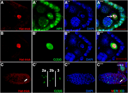 Htk plays a vital part in heterochromatinized karyosome formation and oocyte determination. (A, Cʹʹʹ) Colocalization of Htk with heterochromatin markers within oocyte nucleus is shown by coimmunostaining (arrow in Aʹʹʹ and Cʹʹʹ). Wild-type ovaries were double-stained for Htk (red) and heterochromatin protein 1 (A–Aʹʹʹ), a synaptonemal complex protein C(3)G in a developing egg chamber (B–Bʹʹʹ) and inside a germarium (C–Cʹʹʹ) (green). In regions 2a and 2b of germarium, homogenous Htk expression was present in all germline cells, while in region 3, the Htk protein is predominantly localized within the oocyte nucleus (arrow). Scale bar, 10 µm.