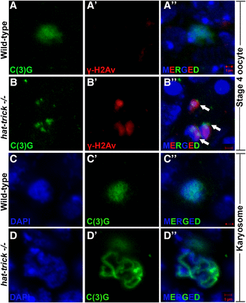 htk−/− germaria show karyosome defects. Oocytes are marked by C(3)G (green), and γ-His2Av foci mark DSBs (red). (A–Bʹʹ) Several htk−/− egg chambers show fragmented oocyte karyosome as shown by the presence of γ-His2Av foci (red, arrow) beyond germarium stage (here stage 4) (B–Bʹʹ), whereas no γ-His2Av foci are observed beyond wild-type germarium (A–Aʹʹ). (C–Dʹʹ) Decondensed karyosome defects are observed in htk−/− egg chambers. It appears diffused (D–Dʹʹ) in comparison with that of the wild type (C–Cʹʹ). Scale bar, 1 µm.