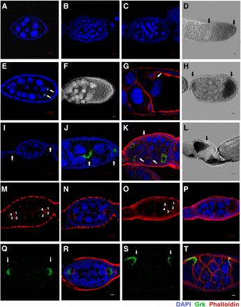 Other major defects observed in htk germline clones. (A) A wild-type egg chamber. (B–H and J–L) htk −/− egg chambers showed the following phenotypes: almost twice (>30) the normal number of germ cells (B, D, and H), premature apoptosis (C), 14 nurse cells and two oocytes (C3G-positive nuclei) (indicated by the arrow) (E), mispositioned nurse cell nuclei that invaded the oocyte (F), phalloidin staining (red) showing that the nurse cell-oocyte border is disintegrated while the nurse cell nuclei migrated into the oocyte region (arrow) (G), germ cell nuclei of heterogeneous sizes and oocyte having lateral and posterior position as marked by Grk (green) (J), absence of stalk cells resulting in the apposed egg chambers (arrow) (K), egg chamber containing two oocytes at lateral and posterior ends (arrow) (D), anterior and posterior ends (arrow) (H), and oocyte at the anterior end (arrow) (L). (I) A portion of wild-type ovariole showing interconnecting stalk cells (arrow) and egg chamber having posteriorly localized oocyte. Scale bar, 10 µm (except G, 2 µm). (M–T) Cyst encapsulation and germ cell mitosis (cystoblast proliferation) is misregulated in htk germline clones. (M and N) htk−/− egg chamber containing two vitellogenic oocytes at opposite ends marked by four ring canals (1, 2, 3, 4), which display the multicyst nature of egg chamber. (O and P) An egg chamber consisting of oocyte having five ring canals (1, 2, 3, 4, 5), which illustrated an extra round of mitotic division during cystoblast proliferation. (Q–T) Compound htk−/− egg chamber showing ectopic Grk at the anterior and posterior end (arrows) (Q and R), and at dorsal-anterior and dorsal-posterior ends (arrows) (S and T). Scale bar, 10 µm.