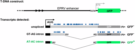 Schematic drawing of alternatively-spliced GFP reporter gene. Top: The T-DNA original construct introduced into Arabidopsis contained a GFP reporter gene under the transcriptional control of a minimal promoter (TATA) and upstream viral (EPRV) enhancer element. However, analysis of the wild-type T line revealed that neither the minimal promoter nor the downstream ATG initiation codon (gray letters) is used. Bottom: The T line analysis indicated that transcription of GFP pre-mRNA initiates at an upstream promoter (black bar and arrow) to generate three alternative splice variants that comprise part of the enhancer region (Kanno et al. 2008). These variants include a long unspliced transcript, a middle-length transcript arising from splicing of a canonical GT-AG intron, and a short transcript resulting from splicing a U2-type intron with non-canonical AT-AC splice sites, which are generally considered inefficient splice sites (Crotti et al. 2007). Because the unspliced and GU-AG transcripts contain a number of premature termination codons (blue asterisks), only the AU-AC transcript can be translated into GFP protein. The actual coding sequence of GFP protein (green bars) contains a unique 27 amino acid extension (short stippled green bars) relative to standard GFP (Fu et al. 2015; Kanno et al. 2016). Arrowheads designate a short tandem repeat upstream of the promoter. The black AUG denotes the major translation initiation codon. The distance between the 3′ splice sites for the GT-AG and AT-AC introns is only 3 nt; the non-canonical AC is on the outside (Kanno et al. 2016, 2017a,b).